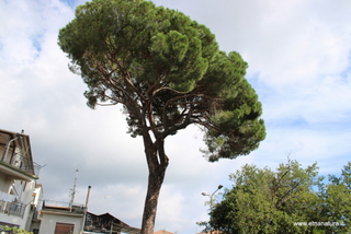 Pino parco Zafferana